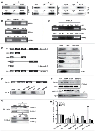 Figure 2. ISL-1 formed a complex with Set7/9 and PDX-1. (A) Co-IP assay was employed to detect the interactions among ISL-1, Set7/9 and PDX-1 in HIT-T15 cells. (B) Soluble chromatin was prepared from HIT-T15 cells followed by immunoprecipitation with antibodies against ISL-1, Set7/9 or PDX-1; normal IgG (Rb, rabbit; M, mouse) served as a control. (C) ChIP-re-IP assay was performed with anti-ISL-1 or rabbit IgG antibodies and then with anti-Set7/9, anti-PDX-1 or IgG antibodies for immunoprecipitation using chromatin harvested from HIT-T15 cells. (D) Full-length or truncated ISL-1 was used to construct GST-fusion proteins (Left panel) for pull-down assays with Set7/9 or PDX-1 protein (right panel). (E) Full-length or truncated Set7/9 was used to construct GST-fusion proteins for pull-down assays with ISL-1 protein. (F) The plasmids expressing ISL-1 mutants in which the Set7/9 binding sites were mutated or deleted (Left panel) were constructed and Co-IP assays were performed to detect the interaction between ISL-1 (wild-type or mutants) and Set7/9. The normal IgG was served as a negative control. ISL-1 and GAPDH served as loading and negative controls, respectively (right panel). (G) pcDNA3.1-ISL-1, pcDNA3.1-PDX-1 or pCMV-Set7/9 plasmids were transfected into HeLa cells in different combinations. Whole cell extracts were harvested after 48 h and subjected to Co-IP using anti-ISL-1 as the “IP” antibody and anti-PDX-1 as the “IB” antibody.