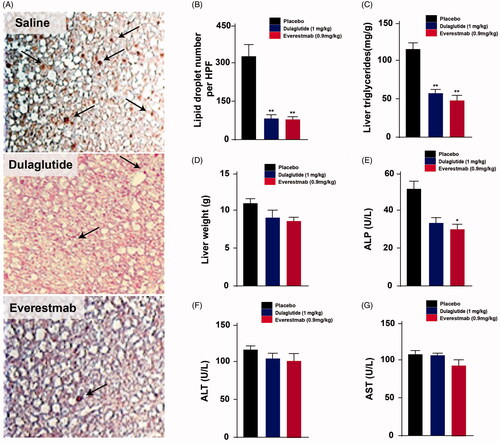 Figure 11. Effects of chronic everestmab treatment on DIO rats. (A) Representative microscopy images of liver tissue from DIO rats. (B) Lipid droplet number per HPF; (C) Content of liver triglyceride and (D) liver weight. Plasma levels of (E) ALP, (F) ALT and (G) AST. Results are presented as means ± SD (n = 8 each group). ***p<.001, **p < 0.02, *p<.05, comparing saline to GLP-1R agonists injection.