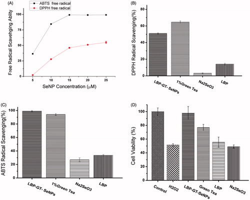 Figure 4. Free radical scavenging effect of LBP-GT-SeNPs in different concentration (A). DPPH (B) and ABTS (C) radical scavenging of LBP-GT-SeNPs (25 µM), (D) Green Tea (1%), Na2SeO3 (25 µM), and LBP (2 mg/ml). Protective effect against H2O2 (0.5 µM)-induced PC-12 cell death using LBP-GT-SeNPs (25 µM), Green Tea (1%), Na2SeO3 (25 µM), and LBP (2 mg/ml) by MTT assay.