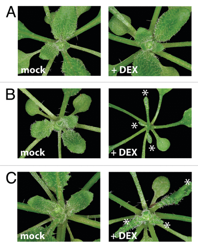 Figure 4. Inducible overexpression lines of either REVOLUTA or HAT3 cause similar developmental alterations in leaf formation. Four-week old soil-grown seedlings treated for one week with either Dexamethasone or a mock solution by spraying. Strongly adaxialized leaves (see asterisks) were observed in DEX-treated 35S::FLAG-GR-HAT3 (B) and 35S::FLAG-GR-REVd(C) plants in comparison to Col-0 wild type plants (A).