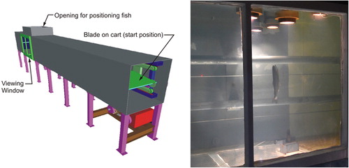 Figure 3. Schematic of blade strike test apparatus (left image) and fish position for a blade strike (right image; blades move from through the test apparatus from right to left).
