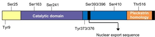 Figure 1 Schematic representation of PDK1 structure.Abbreviations: PDK1, 3-phosphoinositide-dependent protein kinase-1; Thr, threonine; Tyr, tyrosine; Ser, serine.