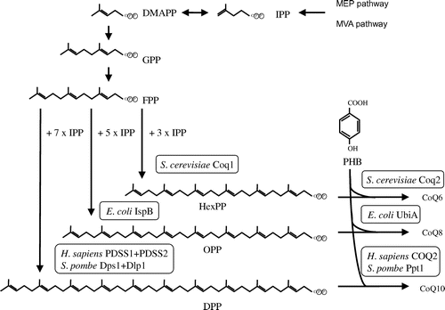 Fig. 2. Biosynthetic pathway of the isoprenoid tail of CoQ. Notes: Isopentenyl diphosphate (IPP) is synthesized via the mevalonate (MVA) pathway in eukaryotes and the 2-C-methyl-D-erythritol 4-phosphate (MEP) pathway in prokaryotes and plants. In each organism, trans-polyprenyl diphosphate of a certain length is synthesized by polyprenyl diphosphate synthase. S. cerevisiae Coq1 synthesizes six isoprene units, E. coli IspB synthesizes eight isoprene units, and H. sapiens or S. pombe decaprenyl diphosphate (DPP; a heteromer of PDSS1 and PDSS2 or Dps1 and Dlp1, respectively) synthesize ten isoprene units. S. cerevisiae Coq2, E. coli UbiA, and H. sapiens COQ2 or S. pombe Ppt1(Coq2) condense PHB with trans-polyprenyl diphosphate to form CoQ6, CoQ8, and CoQ10, respectively. DMAPP, dimethylallyl diphosphate; GPP, geranly diphosphate; FPP, farnesyl diphosphate; IPP, isopentenyl diphosphate; HexPP, Hexaprenyl diphosphate; OPP, Octaprenyl diphosphate.