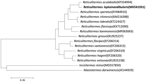 Figure 1. Maximum Likelihood phylogenetic tree of selected termite mitogenomes. The phylogenetic tree was constructed using all PCGs. Leaf names were presented as species names and GenBank accession number.