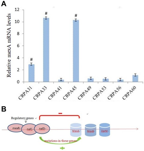 Figure 5 (A) Real-time PCR analysis of mexR mRNA levels from a clinical isolate. # p<0.05 compared to other five strains. (B) Mutations in regulatory genes such as mexR, nalD and nalC may contribute to the overexpression of mexAB-OprM and increased resistance to carbapenem.