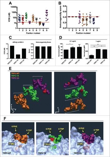 Figure 6. In silico study of the mutational library of the epitope TRP2180–188. The mutational library of the epitope SVYDFFVWL (TRP2 WT) was screened in silico for MHC-I binding affinity (A) or immunogenicity (B) for the allele H-2Kb. The analogs were grouped according to the position of the mutation (left panels) or according to the aminoacid used to mutate each position (right panels). C) The IC50 (left) and Immunogenicity score (right) of the analogs SVYDFFAWL (TRP2 7A) and SAYDFFVWL (TRP2 2A) predicted in silico are represented. (D) RMA-S cells were pre-incubated for 1 h at 4°C. Then, 4 × 106 cells were incubated for 2 h with one of the indicated peptides at two different concentrations 0.1 µg/mL (left) or 1 µg/mL (right) in a volume of 1 mL. The presence of H-2Kb molecules on the membrane was measured by flow cytometry and normalized against cells incubated with no peptide (negative control). Data is represented as the mean ± SEM; Unpaired student's t-test, *p < 0.05, **p < 0.01. E) Comparison of spatial conformation epitopes inside the MHC-I binding pocket: TRP2 WT (orange), TRP2 7A (green) and TRP2 2A (purple). Molecular dynamics simulations were run for 300 ns, and the most representative states are shown. ¾ view (left panel) and side view (right panel). The mutated residues are colored in red. (F) The conformational landscapes of the epitope-MHC-I complexes are shown from peptide C-terminal perspective. The extruding residues, responsible for contacting T-cell receptors are highlighted by yellow captions showing the position and abbreviation for the aminoacid. The α chain of the MHC is represented in transparent white.
