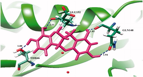 Figure 2. Molecular docking of (+)-catechin (1) with HIV-1 IN. The ribbon model shows the backbone of HIV-1 IN catalytic domain with all interacting amino acid residues shown as stick models and colored by element. (+)-Catechin is shown pink stick model. H-bond interactions are shown as blue dash lines and represent bond length in angstrom (Å). Mg2+ ions are shown as red balls.