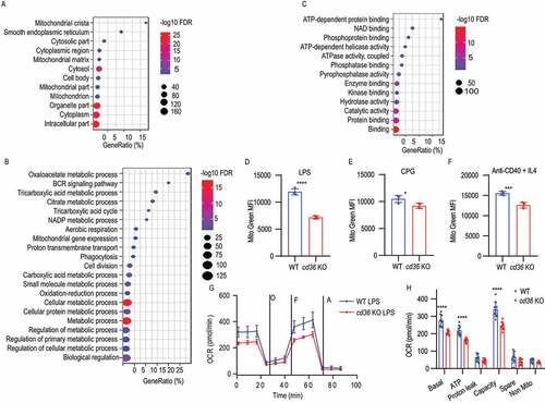 Figure 2. Identification of CD36 co-immunoprecipitated proteins by mass spectrometry analysis. (A-C) Gene ontology enrichment analysis of cellular component, biological process, and molecular function for the identified proteins. The dot plot of enriched pathways is indicated as the ratio of the expressed gene number to the total gene number multiplied 100 in a certain gene ontology annotation. The size and color of the dots represent the gene number and the range of p-values, respectively. (D-F) The histograms are presenting the mitochondrial mass of B cells from WT and cd36 KO mice under LPS, CPG, or anti-CD40 + IL4 treatments. (G) Dot plots showing oxygen consumption rate (OCR) measured by mitochondrial stress test of purified B cells from WT and cd36 KO mice cultured for 24 h in vitro after LPS stimulation, then placed in an extracellular flux analyzer and treated sequentially with oligomycin (O), FCCP (F) and antimycin (A). (H) Bar chart showing the OCR quantification analysis at basal, ATP-linked (ATP), proton leak, and maximal capacity (Capacity), spare capacity (Spare), and nonmitochondrial (Non-Mito) respiration. Data are representative of three independent experiments. *P < 0.05, **P < 0.01 and ***P < 0.001 (Mann-Whitney test)