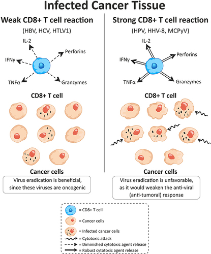 Figure 1 A schematic presentation of the binary model for CD8+ T cell response to oncoviruses (and intracellular carcinogenic bacteria).