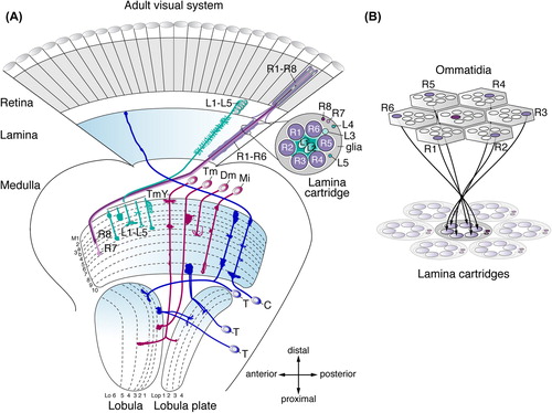 Figure 1. Architecture of the adult Drosophila visual system. (A) The optic lobe consists of the lamina, medulla, lobula plate, and lobula. The illustration shows a subset of neuron subtypes and their retinotopic projections. R1–R6 cells extend axons from the retina into the lamina, where they connect with lamina neurons L1–L3 in cartridges. Axons of R8 and R7 cells and lamina neurons L1–L5 terminate in one or more of ten medulla neuropil layers (M1–M10). Transmedullary neurons (Tm and TmY) project from the medulla to subsets of six lobula (Lo) and four lobula plate (Lop) neuropil layers. Distal medulla (Dm) neurons innervate several columns in upper medulla layers. Medulla intrinsic (Mi) neurons connect distal and proximal layers. C neurons extend branches into the medulla and lamina. T neurons connect the lobula or lobula plate and medulla, or lobula and lobula plate. (B) R1–R6 axons innervate lamina cartridges following the neural superposition principle.