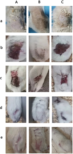 Figure 4 (a) Wound condition of rats in each group on the first day after scald. (b) Wound status of rats in each group on the 7th day after scald. (c)Wound status of rats in each group on the 14th day after scald. (d) Wound condition of rats in each group on day 21 after scald. (e) Wound condition of rats in each group on the 30th day after scald.