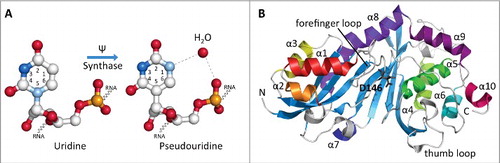 Figure 1. Structures of uridine, pseudouridine and a representative eukaryotic pseudouridine synthase. (A) Ball-and-stick structural representations of uridine and pseudouridine located within an RNA strand. Pseudouridine synthases convert the usual N-C glycosidic bond between N1 of the uracil ring and the ribose sugar into a C-C bond involving C5. N1 becomes available to form additional hydrogen bonds (dashed lines) with a water molecule (red sphere) increasing the structural stability of the RNA. Carbon atoms are shown in white, oxygen in red, phosphorous in orange and nitrogens in bright blue (N3) and light blue (N1). The structures of U12 and Ψ2604 were used as examples from the cryo-EM structure of the E. coli ribosome-EF-Tu complex (PDB ID: 5AFI). (B) Ribbon diagram of the crystal structure of the catalytic domain of human Pus1 protein shown as a representative Pus enzyme structure (PDB ID: 4IQM). The N-and C-termini are labeled with N and C, respectively. The 10 α-helices are colored and labeled according to their order in the structure. The 8-stranded mixed β-sheet is shown in blue. The catalytic aspartate residue (D146) located in the cleft of the catalytic domain is shown as a stick model and colored in black. The forefinger and thumb loops are involved in RNA recognition in the bacterial homolog TruA.