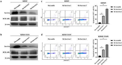 Figure 3. The degradation of BCR-ABL protein in imatinib sensitive and resistant CML cells through down-regulation of survivin.