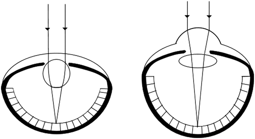 Figure 3. Schematic diagram of camera-type eyes in aquatic animals (left) and terrestrial animals (right) having spherical-shaped and flat lens, respectively. (Adapted from Neilsson et al. 1989).