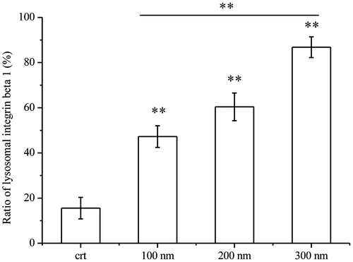 Figure 3. Ratios of lysosomal integrin beta 1 with or without NPs exposure. Cells were seeded and exposed to the TiO2-PEG NPs (100, 200, and 300 nm) at a concentration of 100 μg/mL for 3 h. After observation by confocal microscope, the numbers of lysosomes, lysosomal integrin beta 1, and lysosomal integrin beta 1 with NPs were counted and calculated as shown above. For each group, five cells were selected for counting and calculation. Crt stands for control samples. All data are displayed as mean ± SD with at least three parallel groups and were analyzed using one-way ANOVA. *p ≤ 0.05, **p ≤ 0.01.