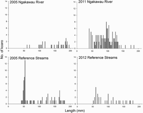 Figure 6. Length frequency distributions of kōaro within and adjacent to the Ngakawau River system in 2005 and 2011–2012.