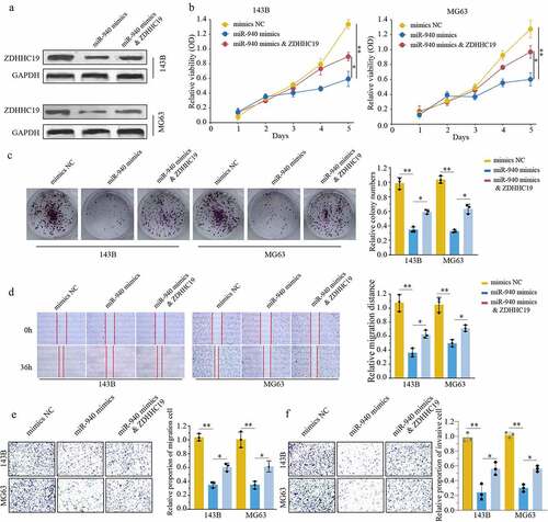 Figure 6. ZDHHC19 overexpression could partly reverse the inhibitory effect of miR-940 in OS progression. (a) The protein expression level of ZDHHC19 in OS cells transfected with mimics NC, miR-940 mimics or miR-940 mimics & ZDHHC19 plasmid. (b, c) The ability of cell proliferation in OS cells transfected with mimics NC, miR-940 mimics or miR-940 mimics & ZDHHC19 plasmid by CCK8 (b) and colony formation (c). (D, E, F) The ability of migration in OS cells transfected with mimics NC, miR-940 mimics or miR-940 mimics & ZDHHC19 plasmid determined by wound healing assay (d), transwell migration (e) and transwell invasion assay (f). All data are presented as the mean ± standard deviation of three independent experiments. *P < 0.05; **P < 0.01.