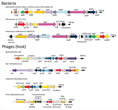 Figure 3. Genome neighborhoods of dpdA in bacteria and phages. The dpd and the queuosine related genes are defined in the text, general family memberships were noted for the other genes. The host of each phage is indicated between parenthesis aside of each phage name. Accession numbers for the corresponding DpdA proteins are: WP_001542917.1 for Salmonella enterica subsp. enterica serovar Montevideo str., WP_015211588 for Microcoleus sp PCC 7113, ABS05840 for Kineococcus radiotolerans SRS30216, YP_009032326 for Escherichia coli phage 9g, YP_004306895 for Streptococcus phage Dp-1, NP_817763 for Mycobacterium phage Rosebush, and YP_655116 for Mycobacterium phage Orion.