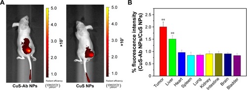 Figure 5 Fluorescence images of mice in vivo.Notes: (A) Representative fluorescence images of NPs in vivo at 1 hour after intravenous injection of CuS-Ab NPs (left) and CuS NPs (right). The different colors indicate the intensity of fluorescence. (B) Semi-quantitative analysis of FITC-labeled NPs in major tissues. The fluorescence intensity ratio of CuS-Ab NPs to CuS NPs was assessed in major tissues after the mice had been killed. (C, D) Representative fluorescence images of CuS NPs and CuS-Ab NPs in major tissues. All data represent mean values (n=3). **P<0.01.Abbreviations: CuS NP, CuS nanoparticle; CuS-Ab NP, cetuximab-modified CuS NP.