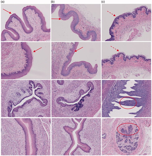 Figure 6. Histopathology of vaginal tissue in mice instilled with PBS (a), MMEs-gels (b) and PEI-gels(c).