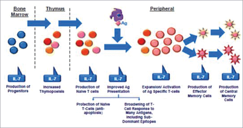 Figure 2. Role of interleukin7 (IL-7). IL-7 is a stromal cell-derived cytokine that provides continuous signals in all levels of lymphocytes maturation. Ag: antigen.