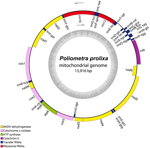 Figure 2. Circular map of the assembled P. prolixa mitochondrial genome, consisting of 13 protein-coding, 22 transfer RNA, and two ribosomal RNA genes. Genes encoded on the reverse strand and forward strand are illustrated inside and outside the circles, respectively. This map was drawn using the OGDRAW web server (https://chlorobox.mpimp-golm.mpg.de/OGDraw.html).