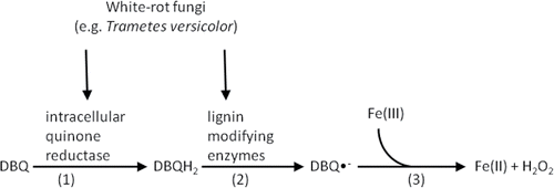 Figure 3. Biological Fenton's-like system catalyzed by white-rot fungi (Marco-Urrea et al., Citation2010) (Equation1(1) ) fungi catalyze the conversion of BDQ to DBQH2 by an intracellular quinone reductase from the fungi; (Equation2(2) ) oxidation of DBQH2 to DBQ•− by lignin-modifying enzymes (laccases and peroxidases) from the white-rot fungi; (Equation3(3) ) Fenton's reagent is formed by semiquinone radicals autoxidation catalyzed by Fe(III).