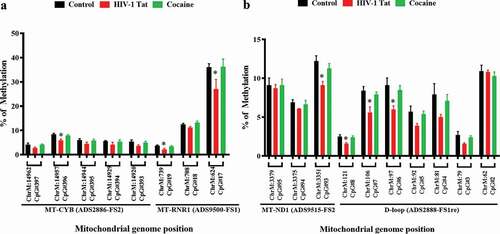 Figure 5. Impacts of HIV-1 Tat and cocaine on mtDNA methylation, as analysed by pyrosequencing. mtDNA methylation profiles were determined by pyrosequencing in order to compare the levels of methylation among primary astrocytes treated with HIV-1 Tat/cocaine. The levels of methylation (% methylation) at CpG sites across the A) MT-CYB and MT-RNR1 and B) MT-ND1 and D-loop regions are shown. All of the values are expressed as the mean±SD of each group. The data represent 3 independent experiments. *P < 0.05