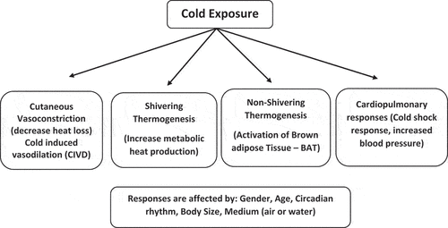 Figure 2. The acute effects of cold exposure on human body physiology.