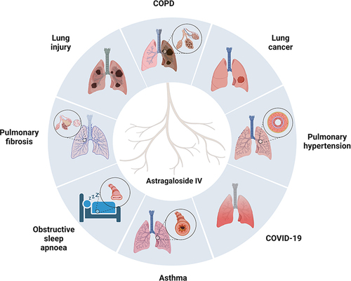 Figure 4 The general map of AS-IV in treating various respiratory diseases. Created with BioRender.com.