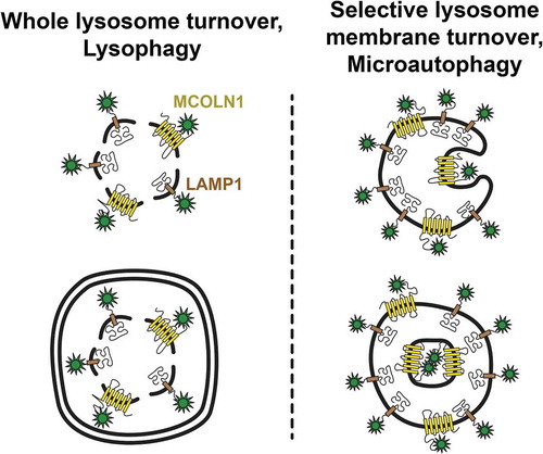 Figure 1. Mechanisms of lysosome membrane turnover. Whole lysosomes are turned over through a macroautophagy-dependent mechanism called lysophagy upon lysosome membrane rupture (left). Selective lysosome membrane turnover can occur, independent of membrane rupture, through a separate mechanism involving direct membrane invagination into the lysosome lumen called microautophagy (right)