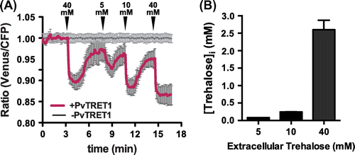 Fig. 3. Sensitivity of FLIPSuc90µ∆1Venus in cytoplasm.