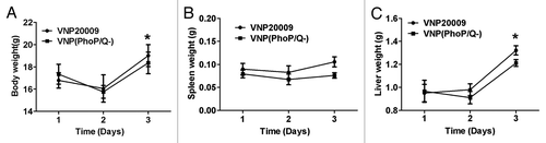 Figure 1. The toxicity effect of VNP(PhoP/Q−) infection in normal mice. Tumor-free mice were infected with VNP(PhoP/Q−) and VNP20009. Body weight, spleen weight and liver weight were determined at 1, 2 and 3 d post infection (n = 6). (A) Body weight, *P < 0.05, body weight in mice of VNP(PhoP/Q−) or VNP20009 infection at 3 d post infection vs. 1 and 2 d post infection. (B) Spleen weight. (C) Liver weight, *P < 0.05, liver weight in mice of VNP(PhoP/Q−) or VNP20009 infection at 3 d post infection vs. 1 and 2 d post infection.