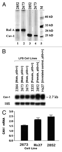 Figure 1. Cav-1 differential expression. (A) Immunoblots from a protein array analysis showing the differential protein expression of Cav-1 (21 kD) in the LFS cell line 2673 (p53 deficient) and 2852 (wt p53). M denotes the positions of molecular mass markers. RaI A was used as a control for a protein that is expressed at similar levels between the two cell lines. (B) Northern blot analysis of Cav-1 differential mRNA expression in normal skin fibroblast cell lines of various LFS family members. Total RNAs (10 μg) were separated in a 1% agarose gel, transferred to nylon membrane and hybridized to a differentially expressed Cav-1 32P-labeled cDNA (50% formamide. 0.15 Denhardt's solution, 5x SSC, 0.01M Tris pH 7.5), 0.25 mg/ml salmon sperm DNA, 10% dextran sulfate for 20 h. at 42 C. Blots were washed and then autographed at -70°C. 18S RNA was used as loading control. (C) Quantitation of Cav-1 mRNA by quantitative PCR. Quantitative PCR (Q-PCR) was performed with the SYBR® Green PCR Core Reagents Kit (see Materials and Methods section). a-actin was used as a control. Each sample is represented as the average of three cell cultures. There was a significant difference in the expression of Cav-1 mRNA between 2852 and 2673 cells (p < 0.01).