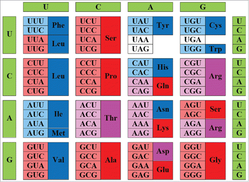 Figure 6. Peculiarities of disorder evolution. Modern genetic code with information on the early and late codons (shown by light red and light blue colors, respectively) and disorder- and order-promoting residues (shown by red and blue colors, respectively). Intermediate codons are shown by light pink color. Disorder-neutral residues are shown by pink color. Adapted from ref. Citation65.
