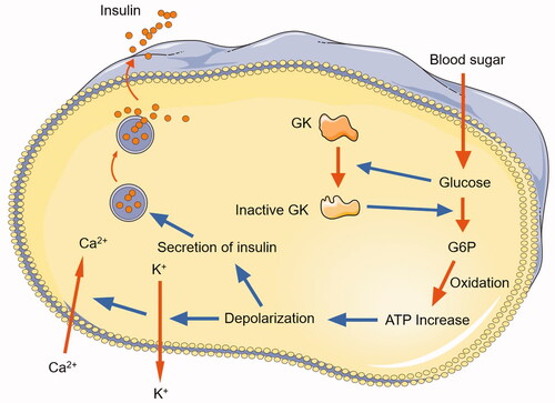 Figure 4. Mechanism of action of GK in pancreatic cells. The figures were drawn using Servier Medical Art [http://www.servier.com].