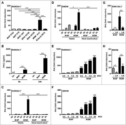 Figure 1. Ifnb induction by NTM mycobacteria in macrophages. (A) qPCR for Ifnb in RAW cells infected with viable MAP 6783, MAP K10, MAH 1287, MAA 44156, MAA 44158, M. bovis BCG Pasteur or M. smegmatis mcCitation2 (MSM) (MOI 5) for 5 h. (B) IFN-β ELISA of supernatant from RAW cells infected with MAP or MSM. (C) qPCR for Ifnb in RAW cells and (D) BMDM infected with viable (V) or heat inactivated (HI) MAP or MSM (MOI 5) for 30 min (’), 2 h and 5 h. (E) RAW cells and (F) BMDM were infected with MAP or MSM (MOIs 2.5, 5.0, 7.5, 10) for 5 h. *p<0.05, **p<0.01, ***p<0.001 by one-way ANOVA with Tukey post test, means ± SEM. (G) RAW cells and (H) BMDM were pre-treated with 5 µM latrunculin B (Lat) for 1 h and subsequently infected with MAP or MSM for 5 h. Data are representative of 3 independent experiments, *p<0.05, **p<0.01 by 2 tailed student's t-test means ± SEM.