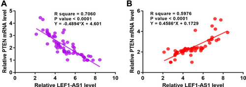 Figure 2 LEF1-AS1 was inversely correlated with PTEN but positively correlated with miR-221. Expression levels of PTEN and miR-221 in cancer tissues were also measured by RT-qPCR. Linear regression was performed to analyze the correlation between LEF1-AS1 and PTEN mRNA (A) or miR-221 (B).