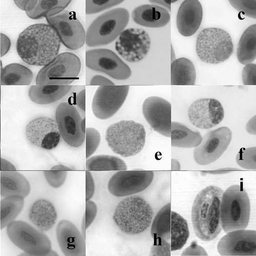 Figure 3. The fourth granulocyte type (a–h), and an erythrocyte infected by haemogregarine spp. (i) (May–Grünwald/Giemsa stain); (a) Podarcis tiliguerta, (b) P. muralis, (c) P. melisellensis , (d) P. sicula, (e) Algyroides nigropunctatus, (f) Lacerta bilineata, (g) L. trilineata, and (h) L. oxycephala. Scale bar: 10 μm.