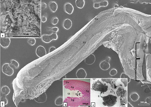 Figure 2. Optical, scanning electron microscopic and transmission electron microscopic images of virginal lumen, cervix, uterus and uterine lumen (August sample). Attention should be focused on the figure of sperm mixed by secretion from vaginal epithelium in the vaginal lumen (Figure 2(a)) and phagocytosed by leukocytes in the uterine lumen (Figure 2(b, c)). L, leucocyte; S, sperm; Sh, sperm head; Uc, uterine cervix; Ucl, uterine cervix lumen; Ug, uterine gland; Ul, uterine lumen; Uw, uterine wall; V, vagina. (a), SEM; (b), Hematoxylin & Eosin stain; (c), TEM