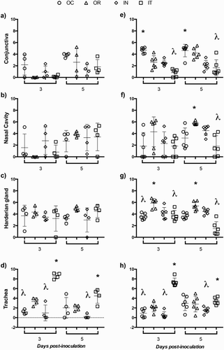 Figure 3. Individual genome load of the pathogenic ILTV strain 63140 and CEO vaccine. Genome loads (Log10 2−ΔΔCt) of 63140 (Figure 3(a–d)) and CEO vaccine (Figure 3(e–h)) at 3 and 5 days post-inoculation. Genome loads of 63140 and CEO vaccine for each tissue were compared among groups of birds inoculated via the ocular (OC), oral (OR), intranasal (IN) or intratracheal (IT) route by the one-way analysis of variance Kruskal–Wallis test. A significant genome load decrease (P < 0.05) is indicated by a lambda symbol (λ) and a significant genome load increase (P < 0.05) is indicated by an asterisk (*). The horizontal line depicts the mean genome load per tissue and the vertical line depicts the standard deviation in the group.