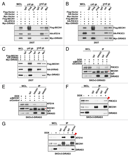 Figure 9. DIRAS3 is an integral component of the BECN1-PIK3C3-ATG14 multiprotein complex. (A) DIRAS3 is in the same complex with BECN1 and PIK3C3. 293T cells were transfected with Flag-BECN1, HA-PIK3C3, and Myc-DIRAS3 or Flag-Vector, HA-Vector and Myc-Vector for 24 h. Cell lysates were immunoprecipitated first with anti-Flag antibodies (BECN1), and the Flag peptide eluates were then immunoprecipitated with anti-HA or anti-Myc. The immunoprecipitates from the first and the second immunoprecipitations were analyzed by western blotting. (B) DIRAS3 is in the same complex with BECN1 and ATG14. Experiments were done as in (A), except HA-ATG14 was used in the co-transfection instead of HA-PIK3C3. (C) DIRAS3 is not in the same complex with BECN1 and UVRAG. Experiments were done as in (A), except HA-UVRAG was used in the co-transfection instead of HA-ATG4. (D) DIRAS3 interacts directly with PIK3C3. SKOv3-DIRAS3 cells were transfected by siBECN1 for 24 h followed by DOX treatment. The DIRAS3-PIK3C3 complex was immunoprecipitated with anti-DIRAS3 and analyzed by western blotting. (E) DIRAS3 interacts with ATG14 through BECN1. SKOv3-DIRAS3 cells were transfected with siBECN1 for 24 h followed by DOX treatment. The DIRAS3-ATG14 complex was immunoprecipitated with anti-DIRAS3 and analyzed by western blotting. (F and G) DIRAS3 increases interaction of BECN1 with ATG14 and PIK3C3. SKOv3-DIRAS3 cells were treated with or without DOX for 24 h. The BECN1-ATG14 or BECN1-PIK3C3 complexes were immunoprecipitated with anti-BECN1 and analyzed by western blotting.