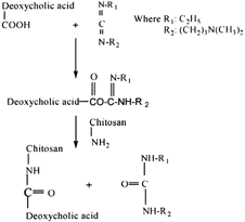 Figure 7 Reaction mechanism of chitosan with deoxycholic acid.