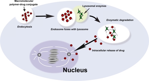 Figure 2 Internalization of macromolecules by endocytosis and release of active drug. Macromolecules are internalized through endocytosis. Enzymatic degradation of the polymeric backbone by lysosomal enzymes mediates the release of active drug.