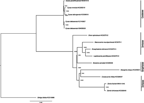 Figure 1. ML phylogenetic tree of the 14 available chloroplasts of Cycadales retrieved from GenBank, plus the plastome of Ginkgo biloba as outgroup. Bootstraps values (1000 replicates) are shown at the nodes. Scale in substitution per site.