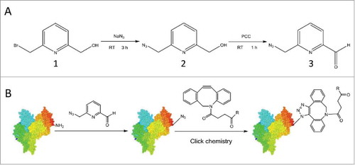 Figure 1. Synthesis of 6-AM-2-PCA and its application for N-terminal modification of peptides or proteins. (A) 6-AM-2-PCA is synthesized through azidization and subsequent oxidation of 6-(bromomethyl)-2-pyridinemethanol (1) to yield an azido intermediate (2) and ultimately, pyridinecarboxyaldehyde (3). (B) N-terminal modification of a protein with 6-AM-2-PCA results in an azide appended to the protein that orthogonally reacts with a DBCO derivative through the aldehyde-amine reaction.