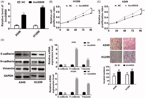 Figure 2. Function analysis of linc00858. (A) The efficiency of overexpression was verified via qPCR. (B) Overexpression of linc00858 significantly promoted the proliferation rates in A549 and H1299 cell lines. (C) Overexpression of linc00858 significantly facilitated the EMT process through western blotting. (D) Overexpression of linc00858 significantly facilitated the EMT process through qPCR. (E) Transwell assay demonstrated that overexpression of linc00858 significantly promoted the cell invasion in A549 and H1299 cell lines.