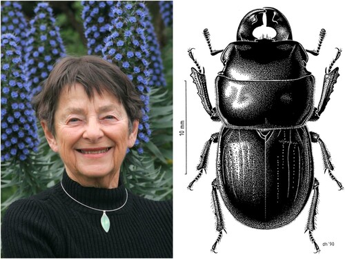 Figure 5. Left: Beverley Holloway, Image from 2007 Fauna of New Zealand 61: Lucanidae. Photo taken by Birgit Rhode. Right: Dorsal drawing of male Geodorcus sororum Holloway. Artist: D.W. Helmore. High resolution image obtained from Wikimedia Commons, CC BY 4.0.