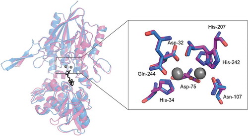 Figure 3. Catalytic sites in simulated structures of SVNTase and SANTase. The catalytic sites are enlarged from the superimposed whole structures of SVNTase (magenta) and SANTase (cyan) shown as a ribbon model. Two divalent metal cations (grey) and an ATP analog, phosphomethylphosphonic acid adenosyl ester (black), are shown as sphere and stick models, respectively. Amino acid side chains in the catalytic sites of SVNTase (magenta) and SANTase (cyan) are also shown as stick models.