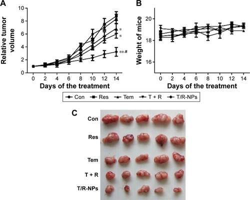Figure 6 In vivo antitumor effect of T/R-NPs.Notes: (A) Tumor growth curves of mice treated with different agents during the experiment; (B) change of body weight of mice during the experiment; (C) image of tumor taken from different groups. *P<0.05 versus control group; **P<0.01 versus control group; #P<0.05 versus T + R group.Abbreviations: Con, control; Res, resveratrol; Tem, temozolomide.